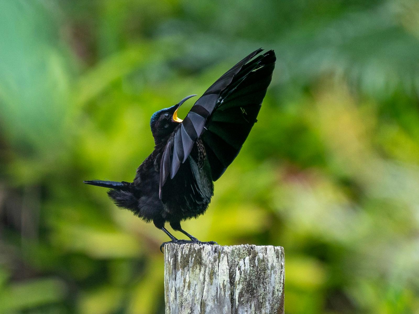 Victoria's Riflebird (Ptiloris victoriae) displaying on post