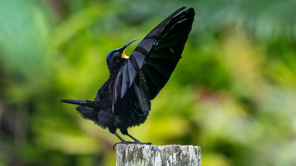 Victoria's Riflebird (Ptiloris victoriae) displaying on post