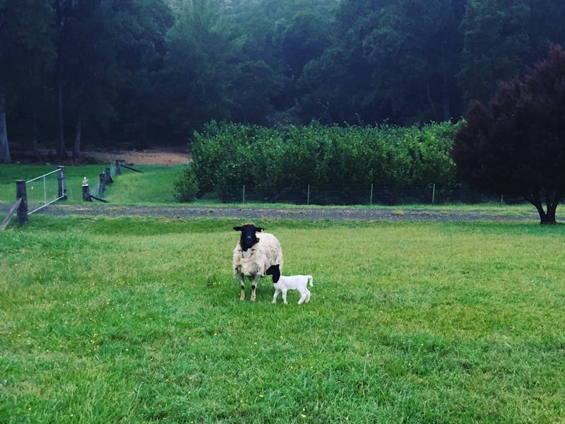 Goat Hill Farm NSW Holidays & Things to Do