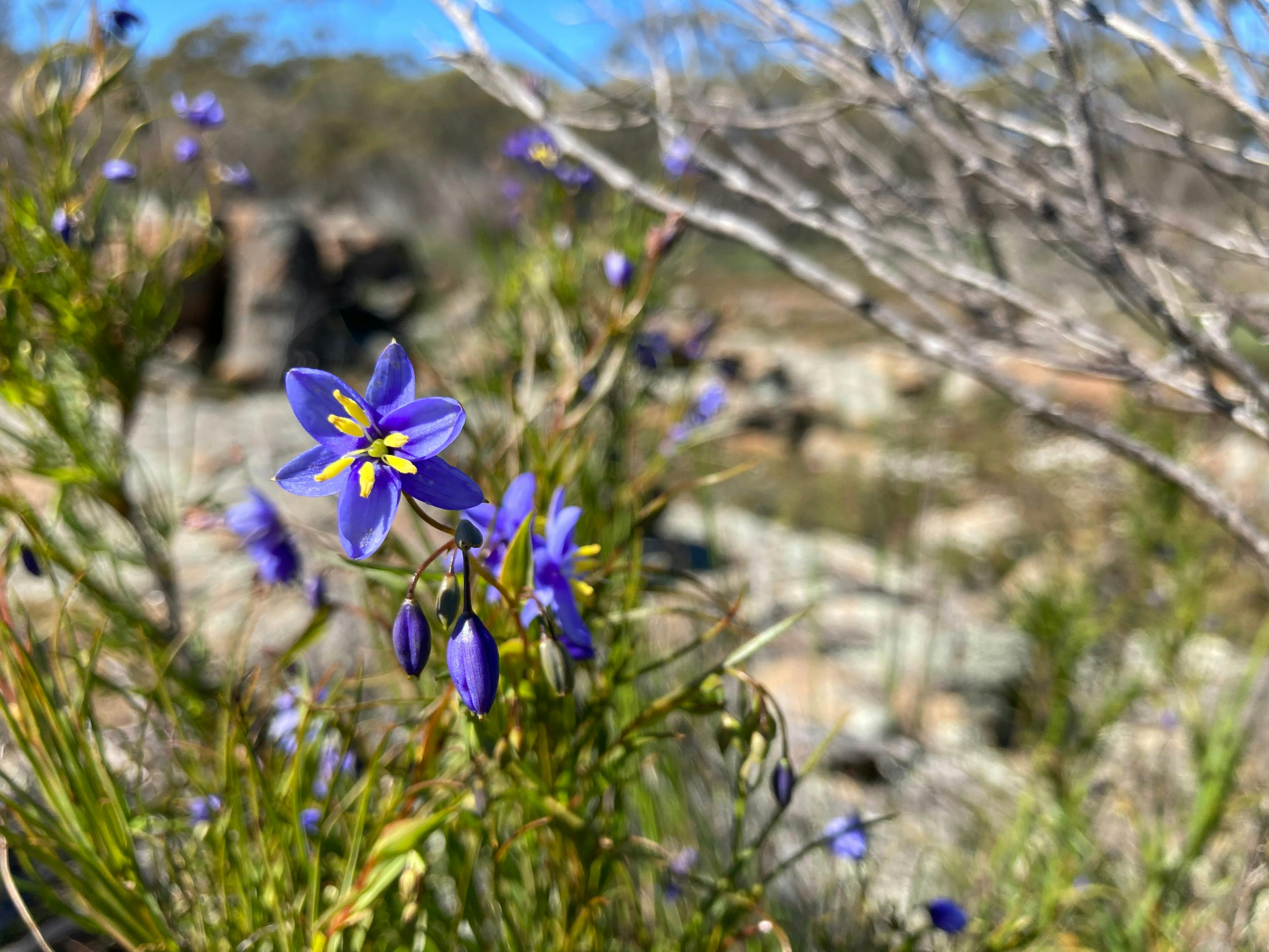 Blue Squill seen on a wildflower tour with New Leaf Connect