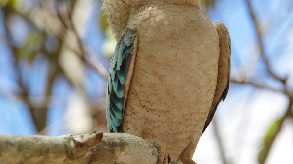 Magnetic Island Tours