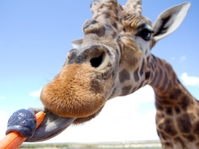 Zoo Foods school holidays at Adelaide Zoo