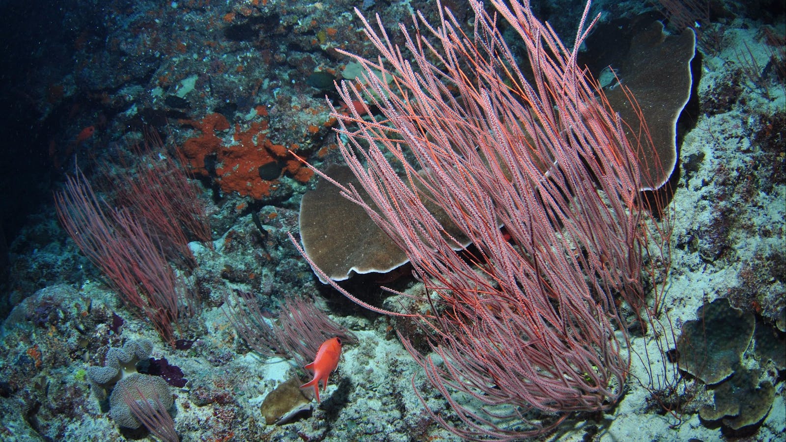 False Entrance Dive Site