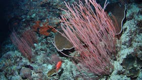 False Entrance Dive Site