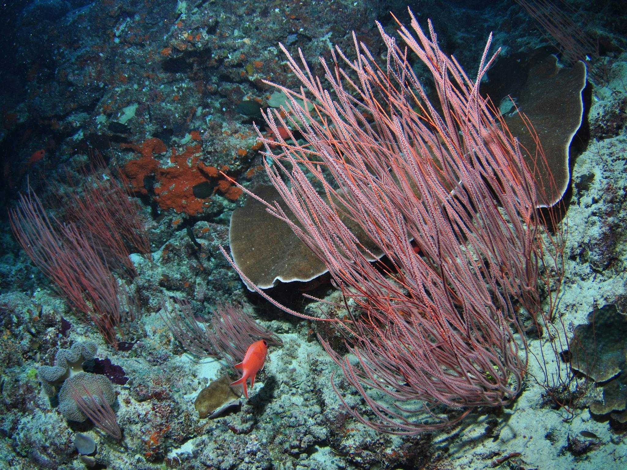 False Entrance Dive Site False Entrance Dive Site