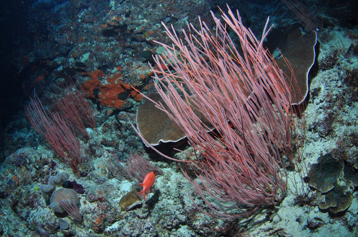 False Entrance Dive Site