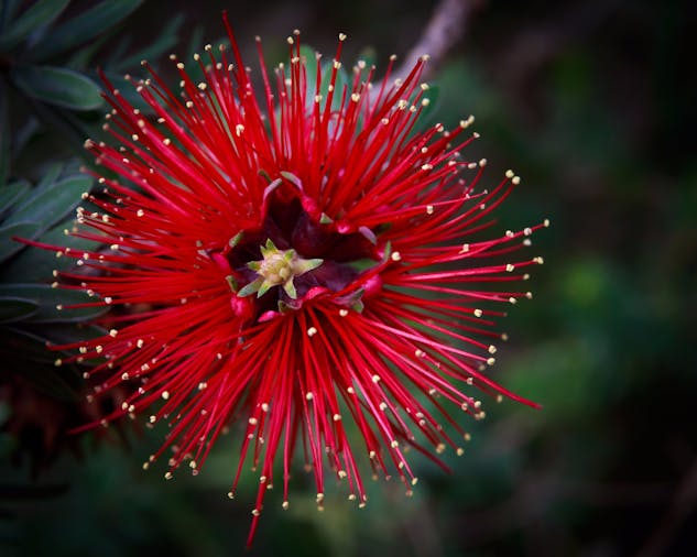 Pangarinda Botanic Garden