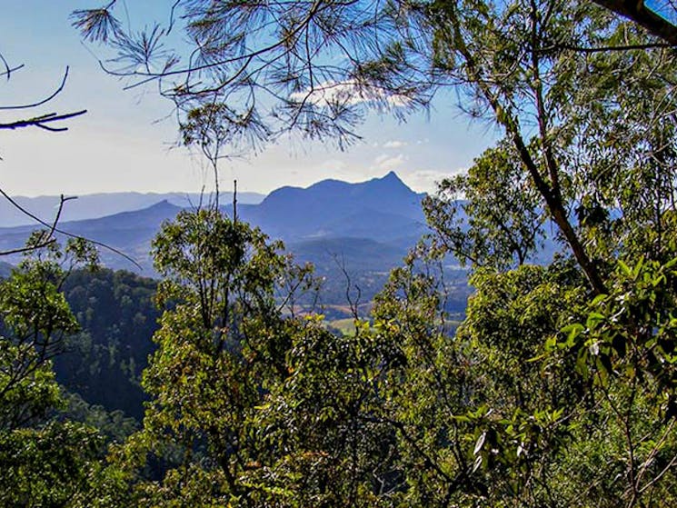 Historic Nightcap walking track, Nightcap National Park. Photo: B. McLachlan