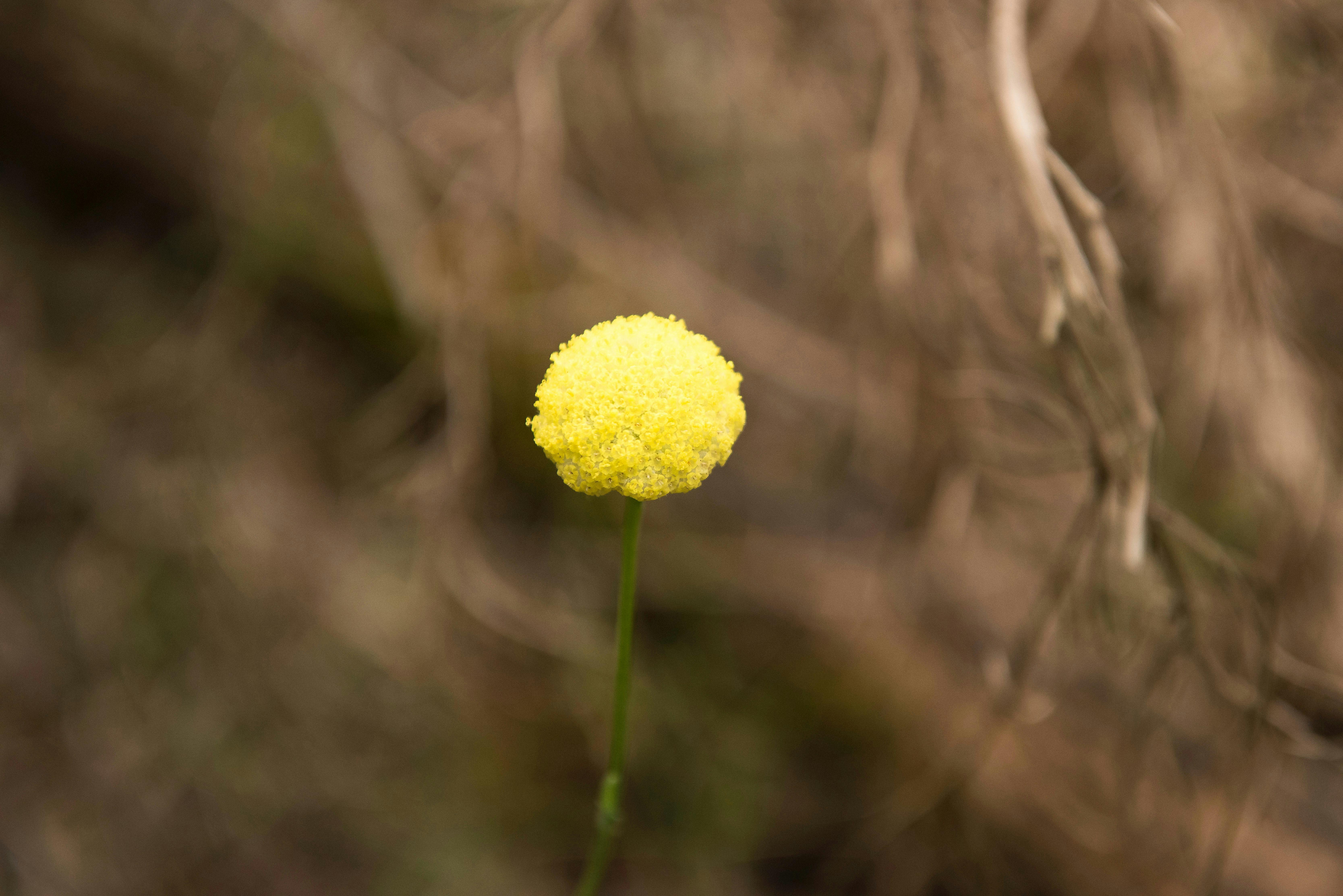 Bornaup Karri Forest is one of the wildflower hotspots on the Cape to Cape track.