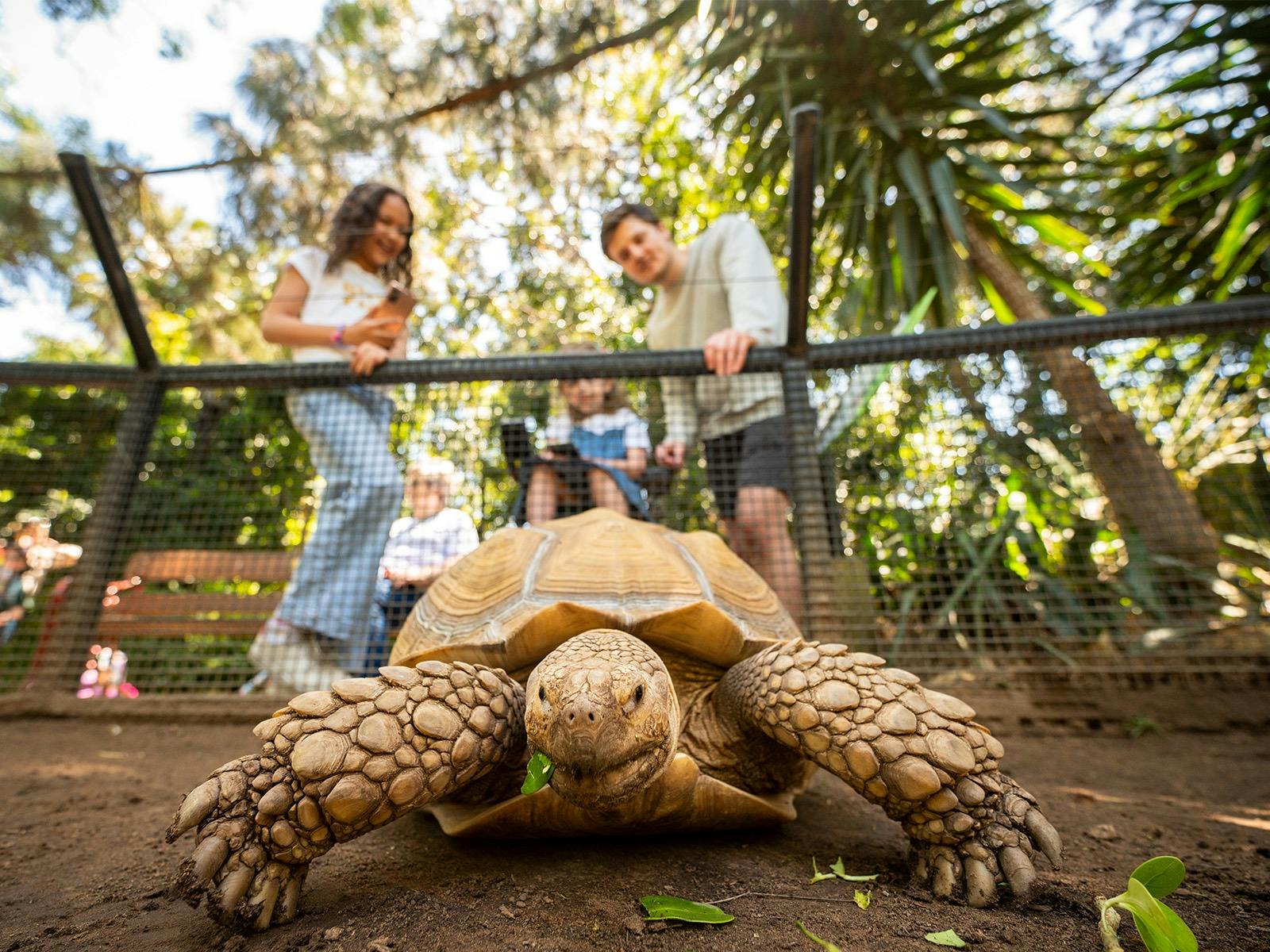 Tortoise Habitat, Adelaide Zoo