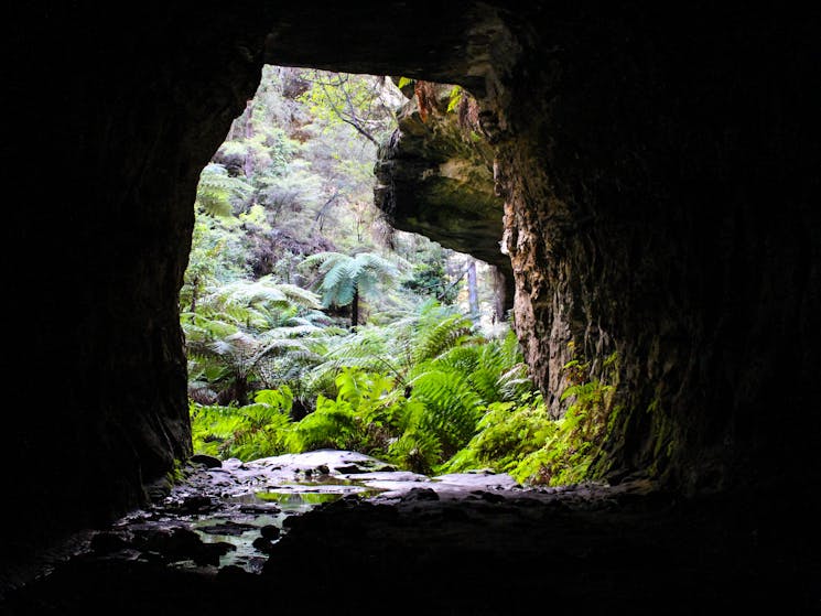 Glow Worm Tunnel Hike