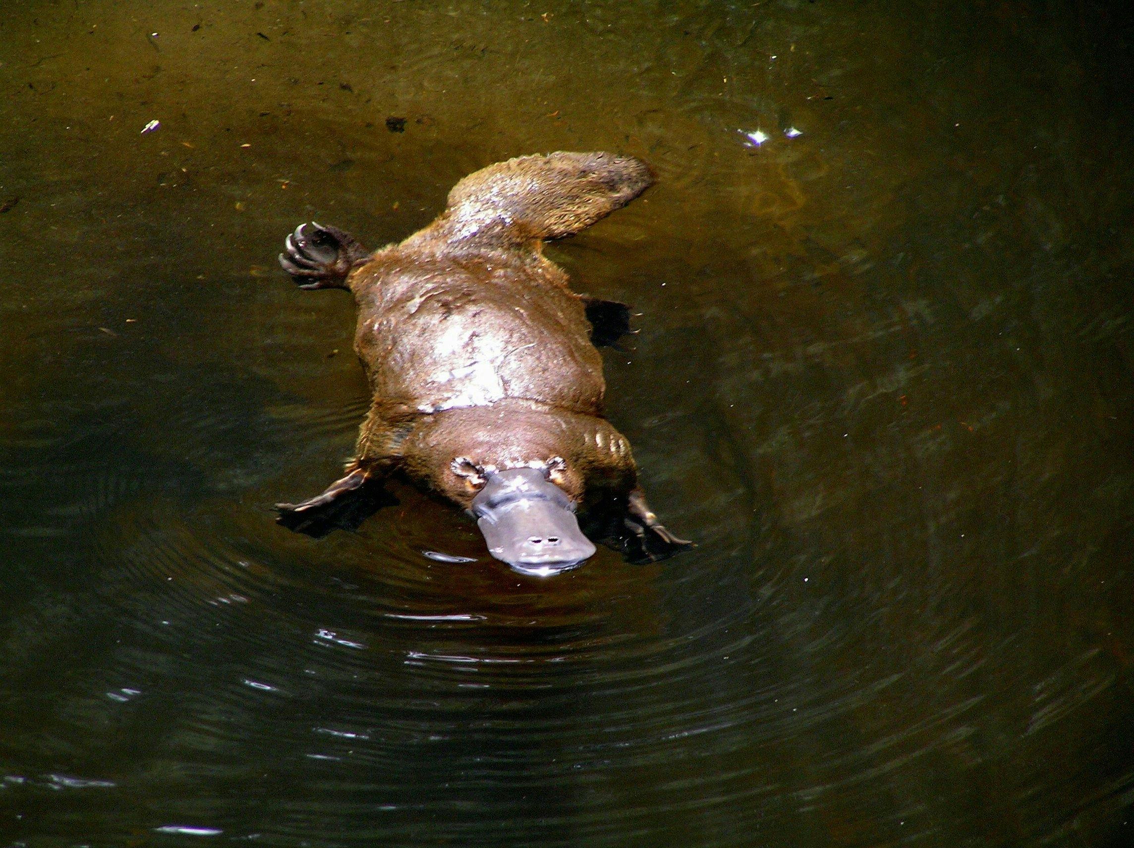 Wild Platypus  (formerly All Things Wild At Burnie)