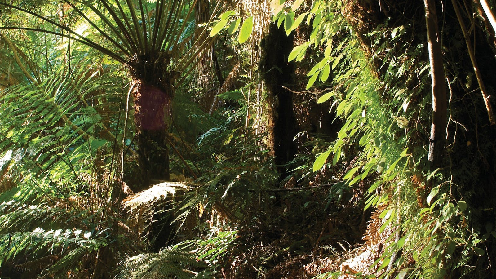 Tarra Bulga National Park