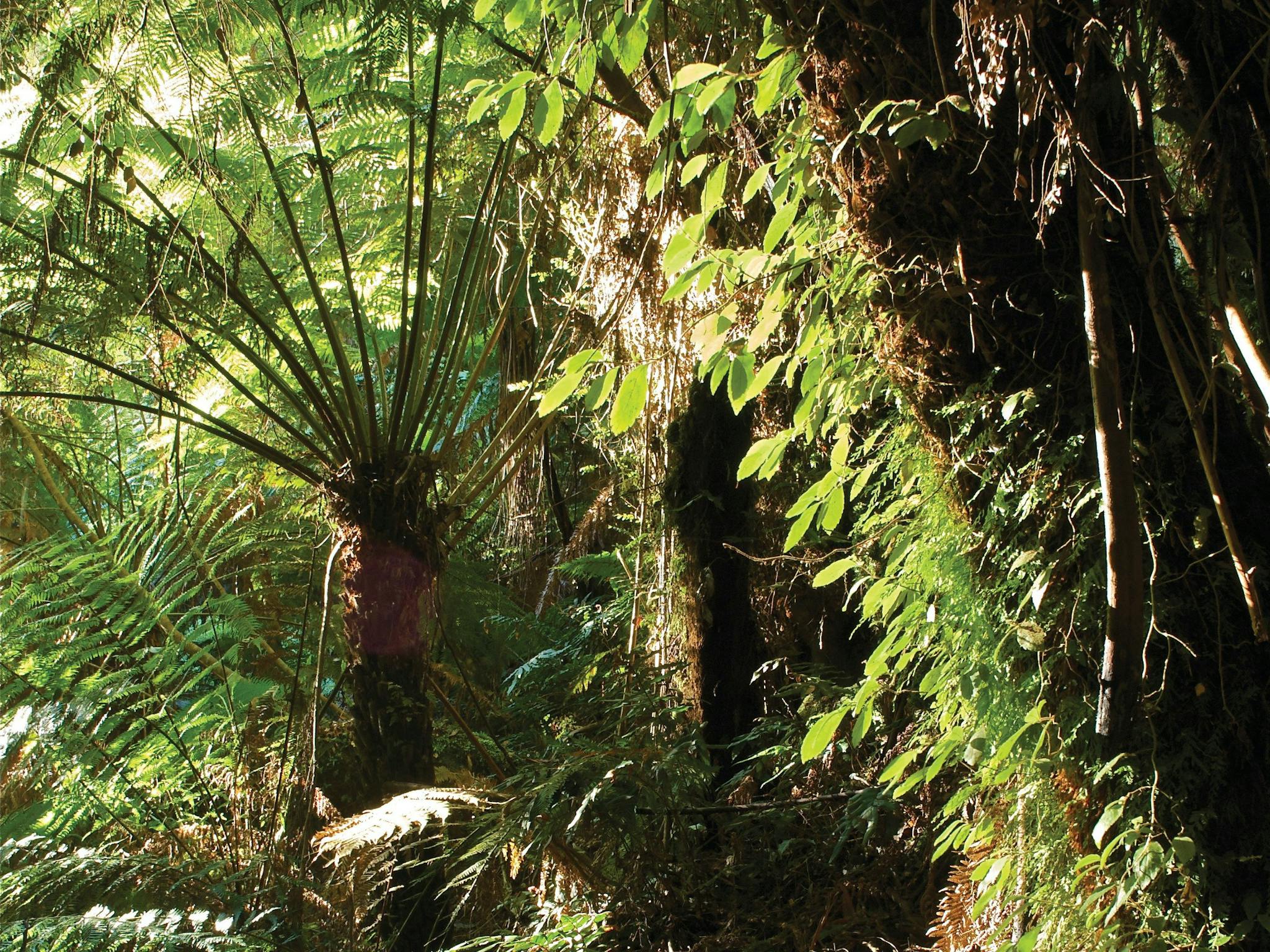 Tarra Bulga National Park