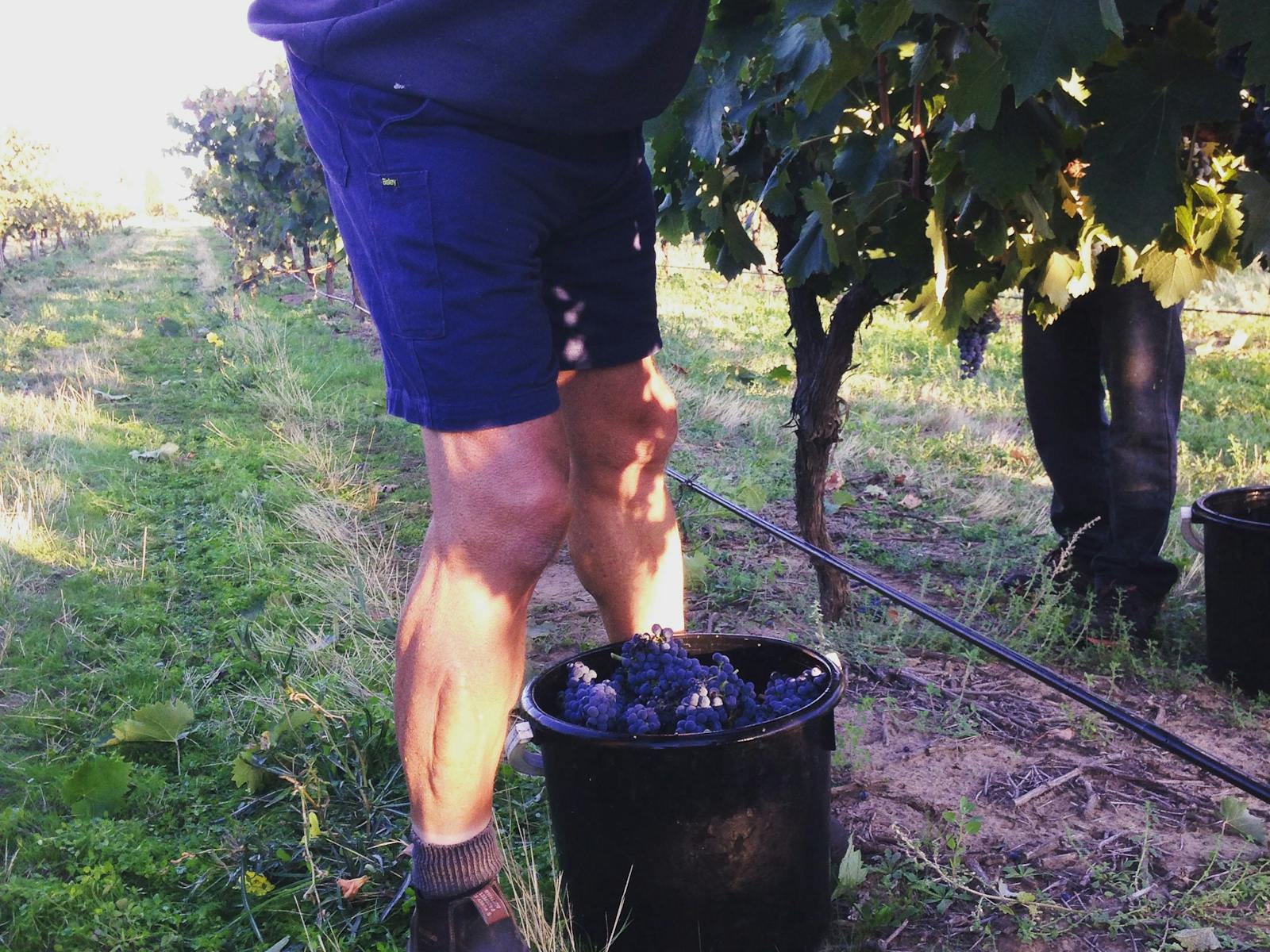 Willows Vineyard