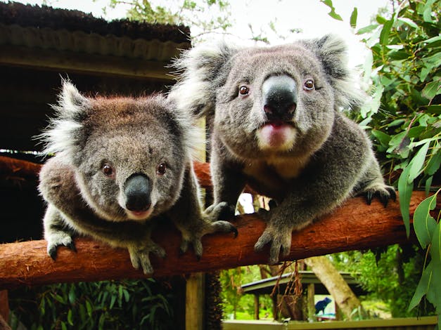 Ballarat Wildlife Park