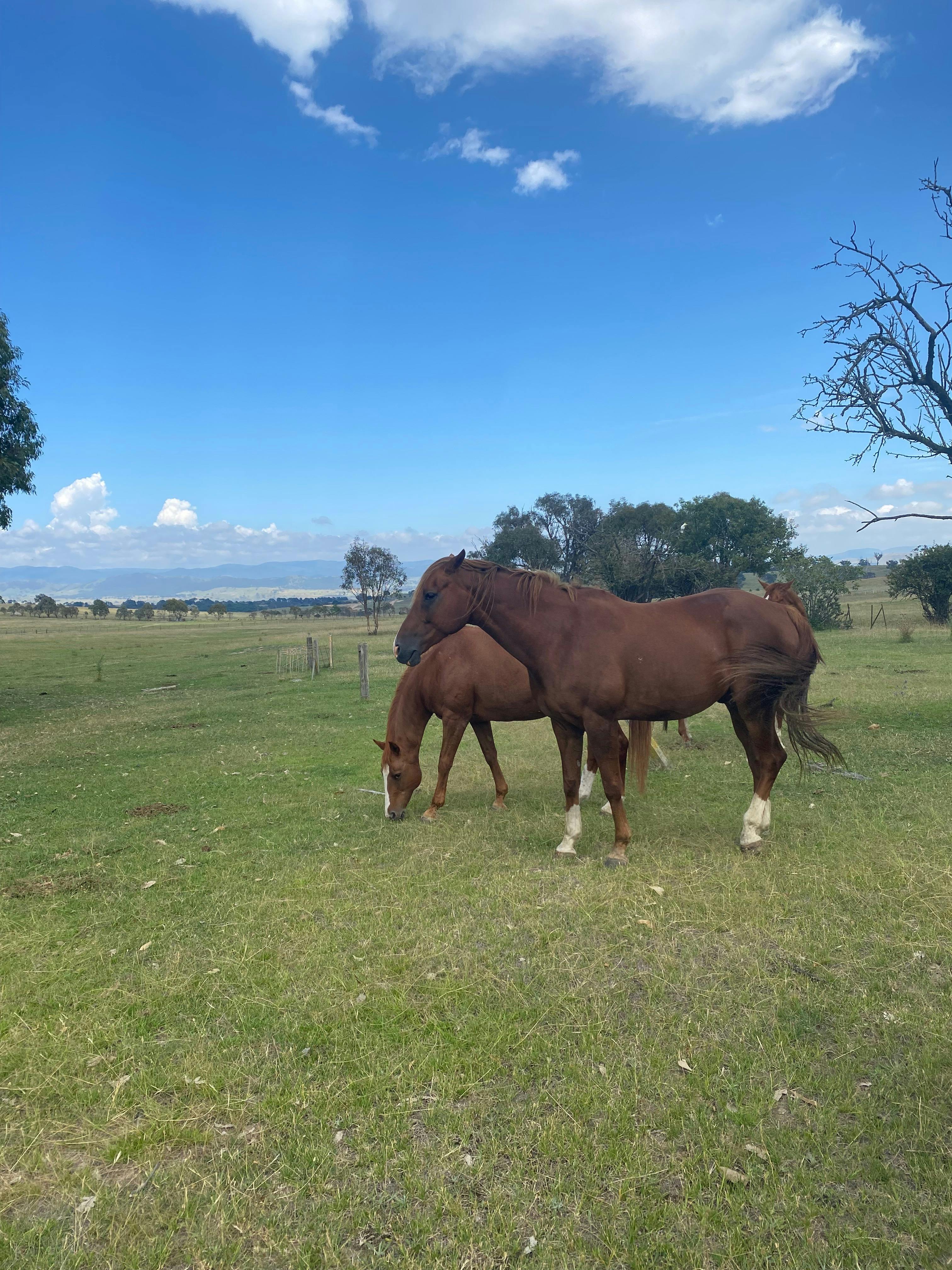 Babylon Farm