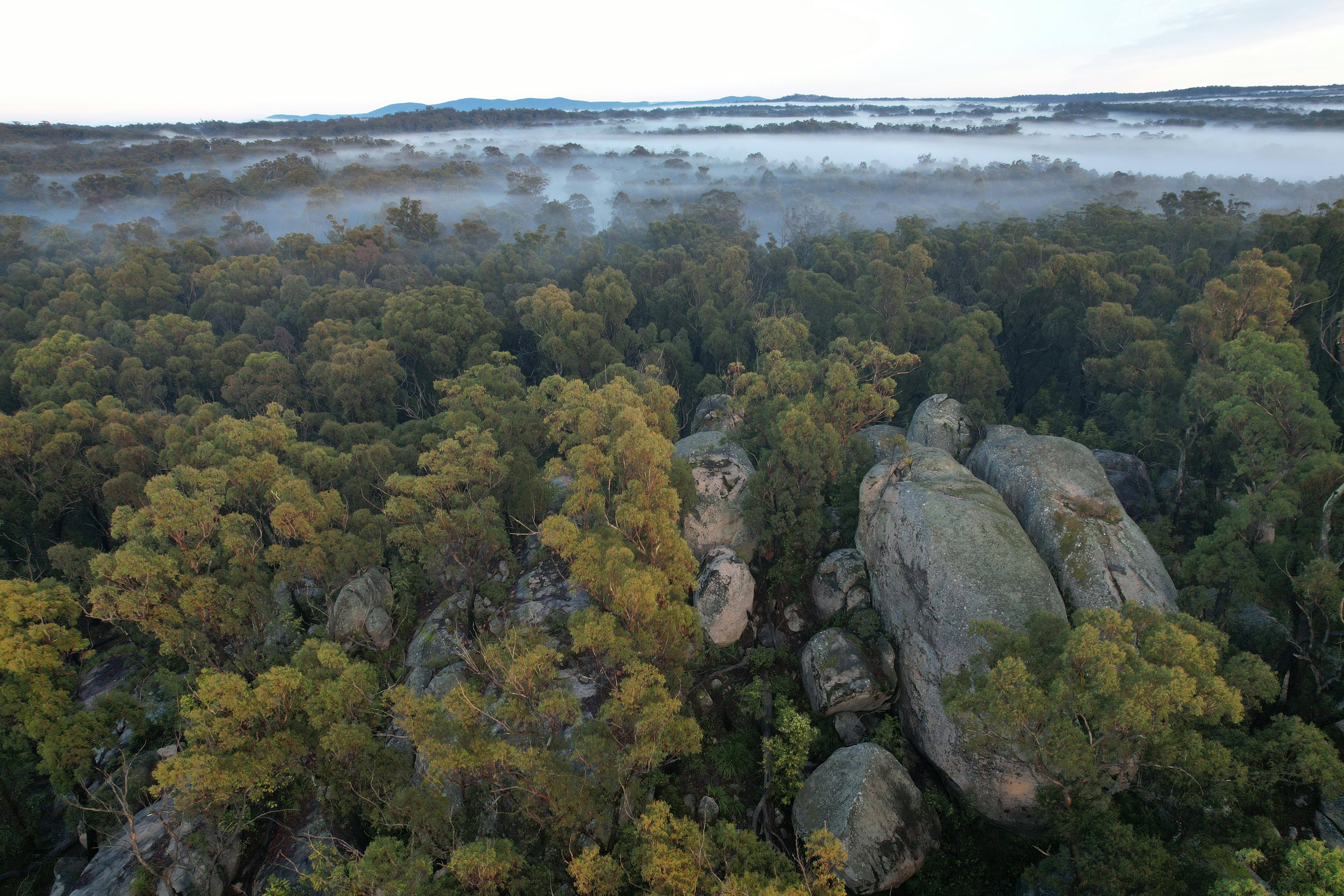 160헥타르에 달하는 귀중한 서식지. 우뚝 솟은 원시림에 둘러싸인 화강암 바위를 탐험해 보세요.