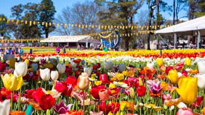 People walking amongst beds of multi coloured tulips