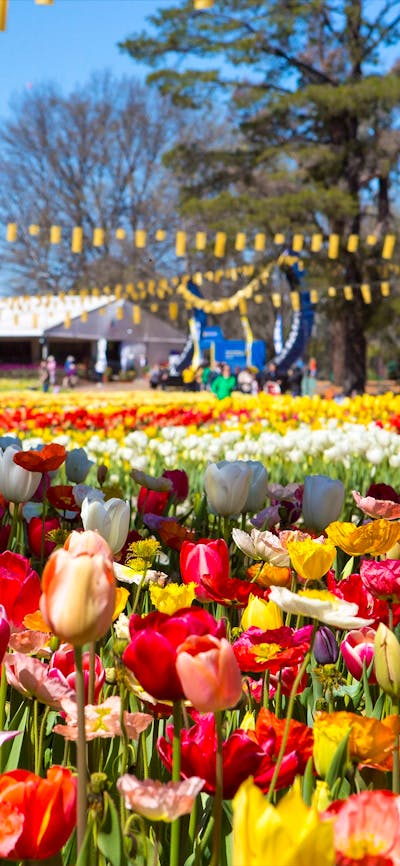 People walking amongst beds of multi coloured tulips