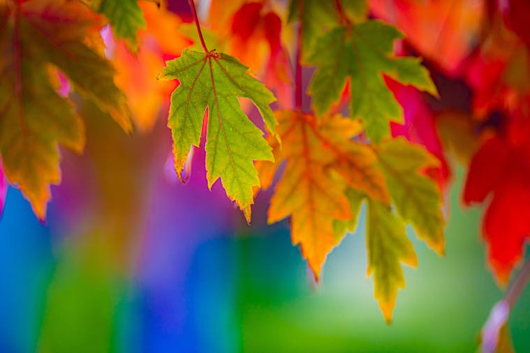 Stirling Autumn Photo Walk (1)