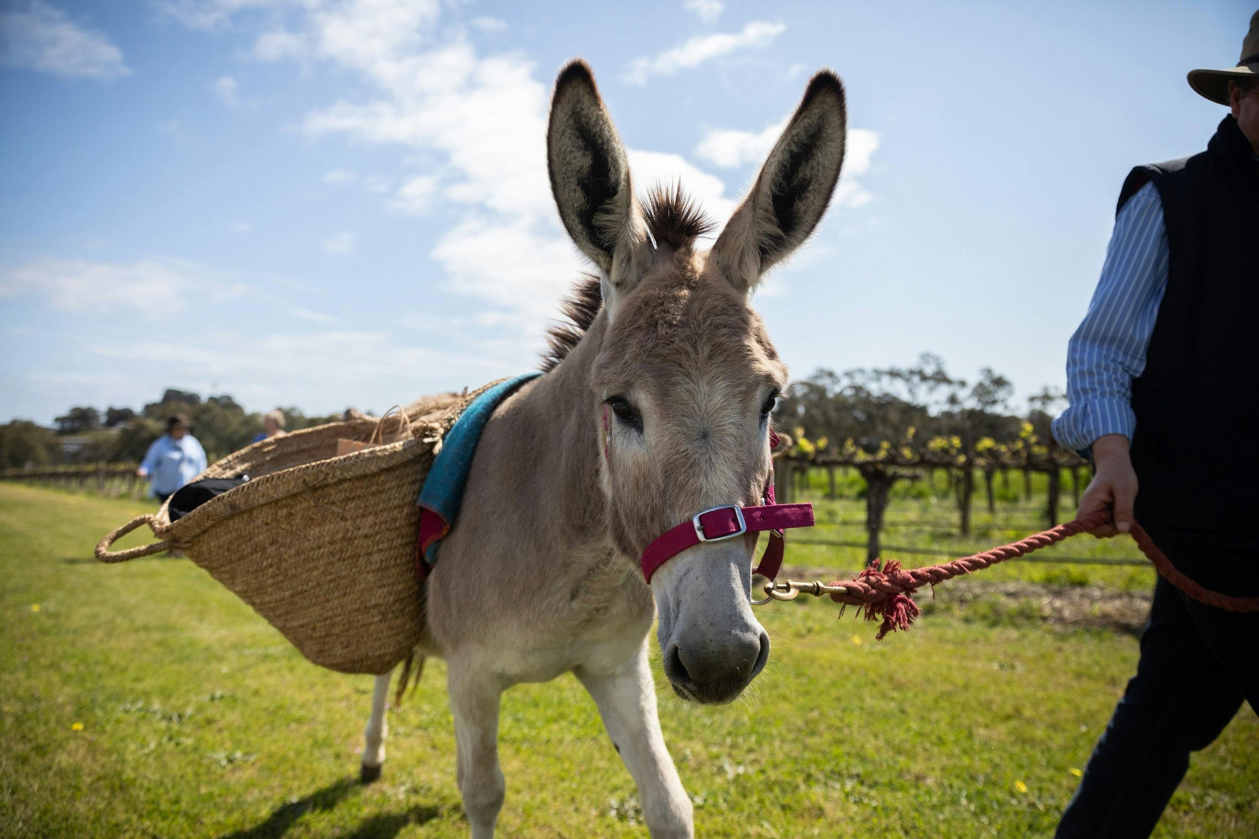 Grenache & Gourmet:  Walking with Donkeys by Journey Home Wines Ft. Grant Nash