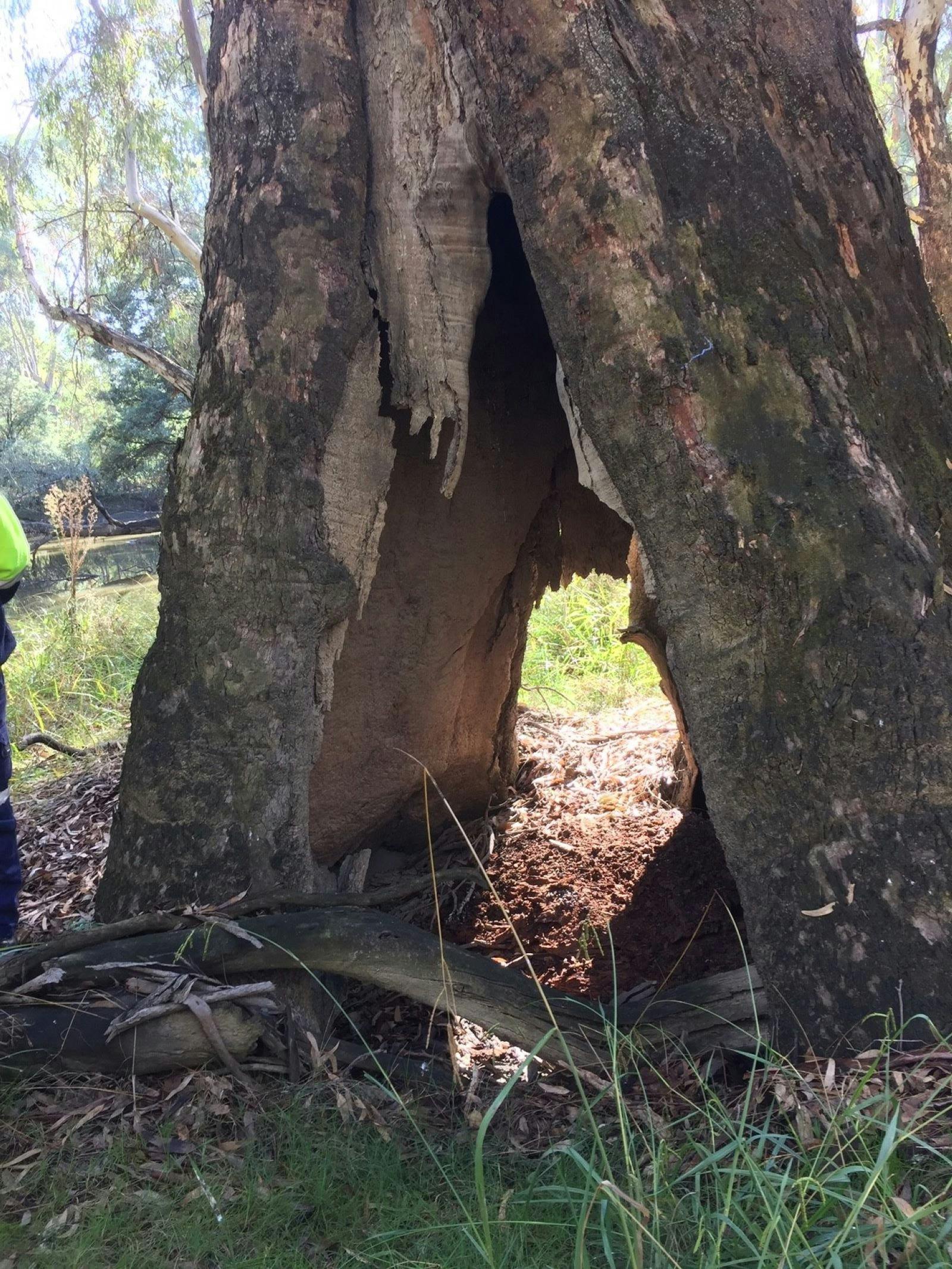 Gum tree, Aboriginal birthing tree, hole in gum tree trunk big enough for a person to enter, dirt