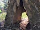 Gum tree, Aboriginal birthing tree, hole in gum tree trunk big enough for a person to enter, dirt