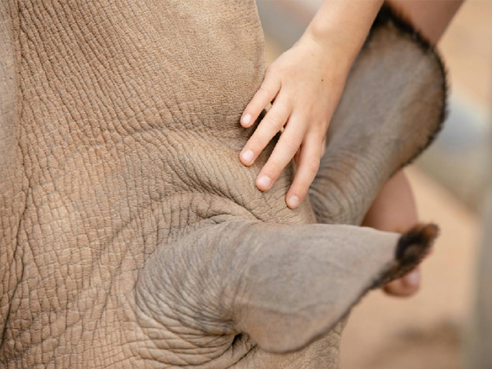 Meet the Rhino