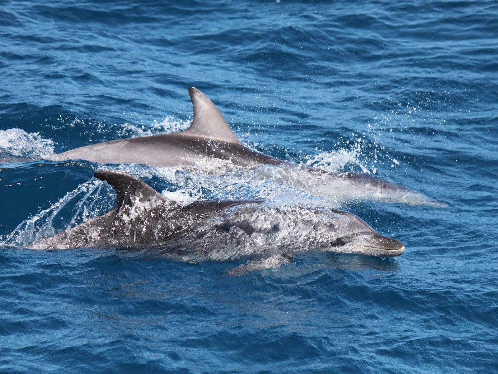 dolphins great sandy straits