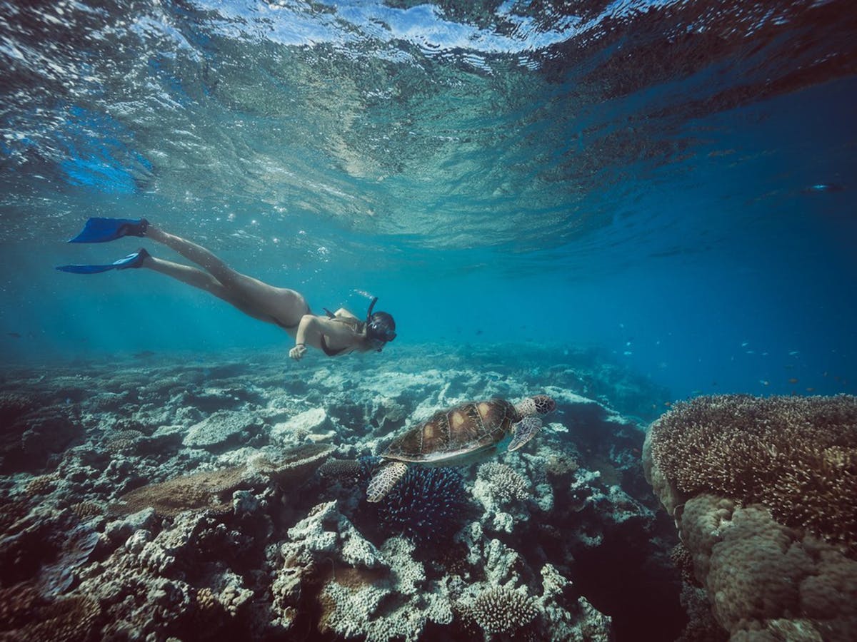 Lady Musgrave Island