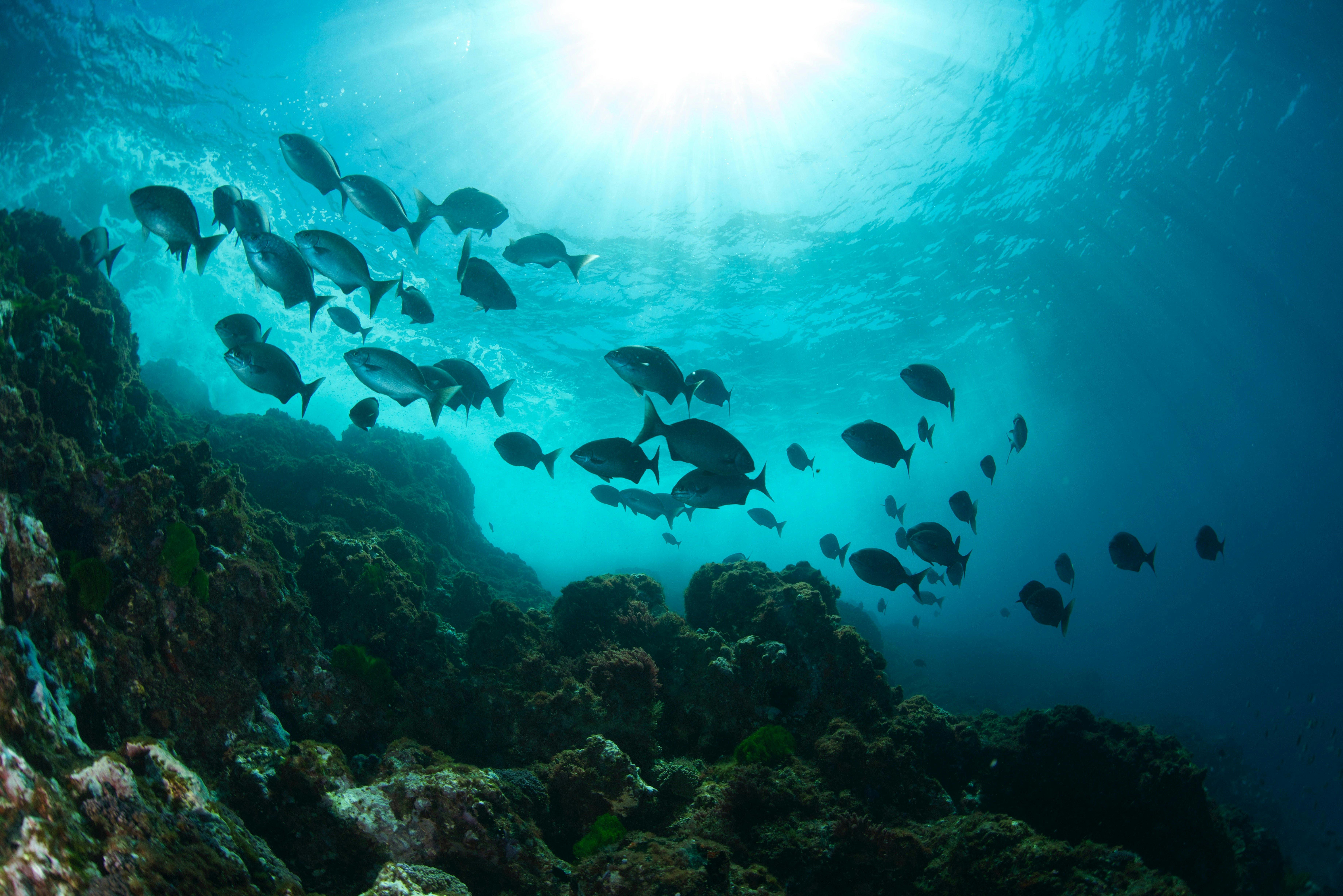 Blissful Diving Experiences