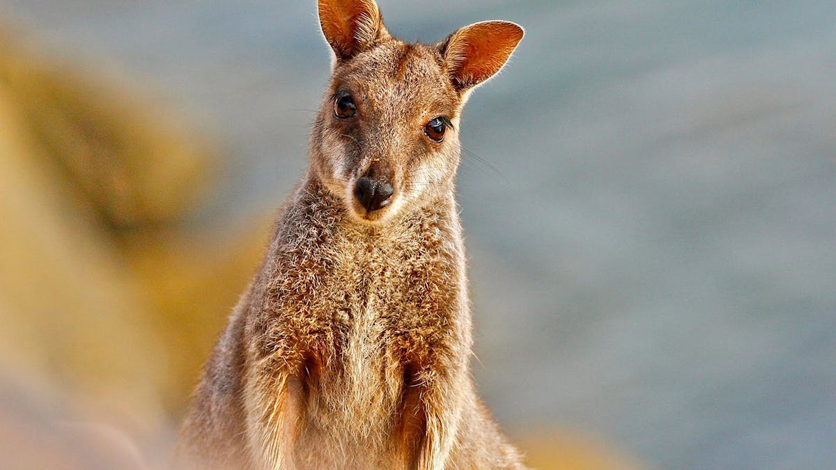 Allied Rock Wallaby on West Point road