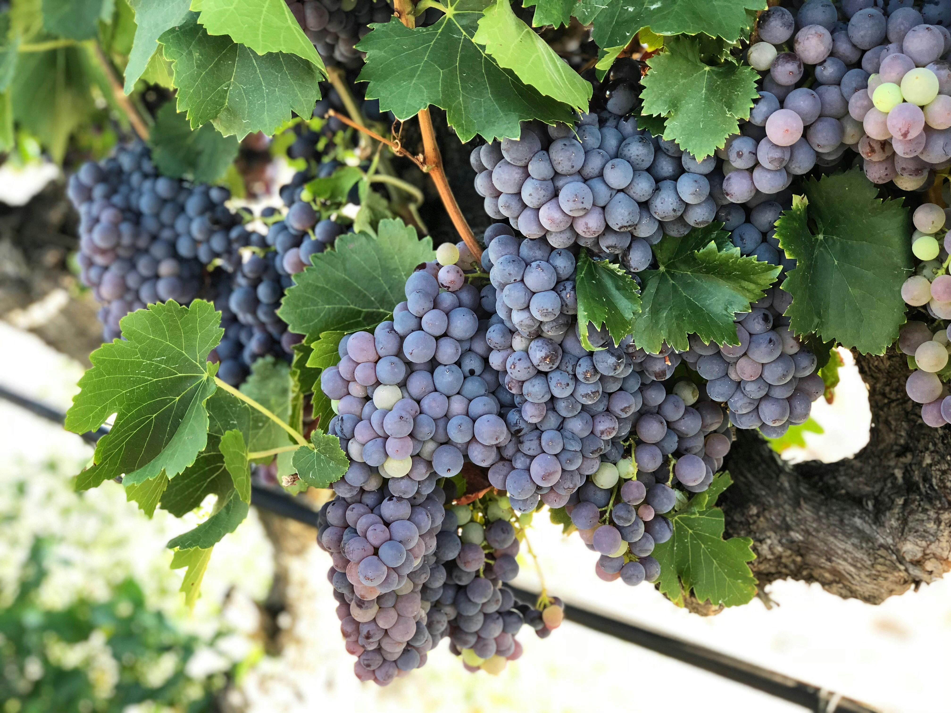 Jarrah Ridge Wines, Herne Hill, Western Australia