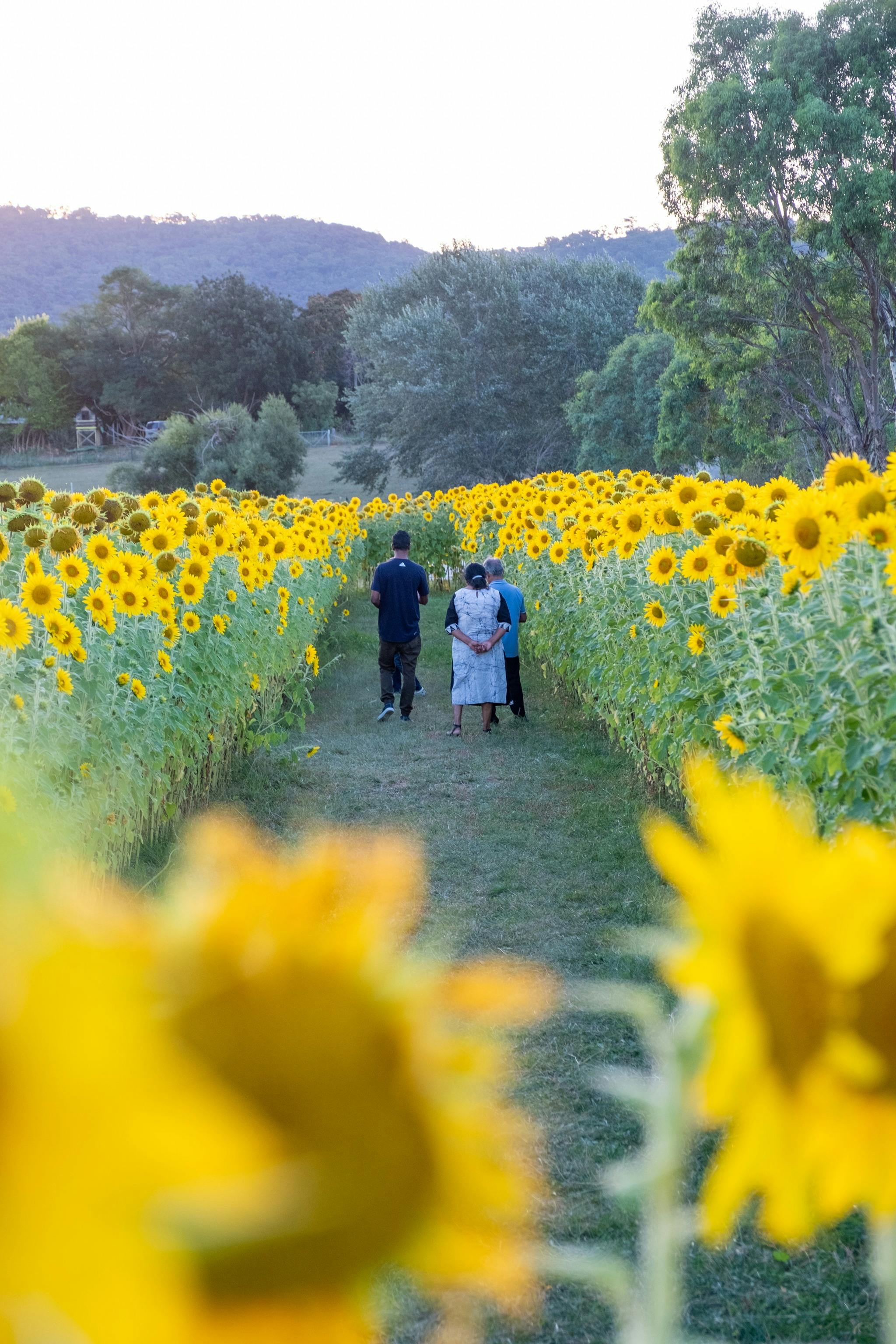 Walking through the sunflowers
