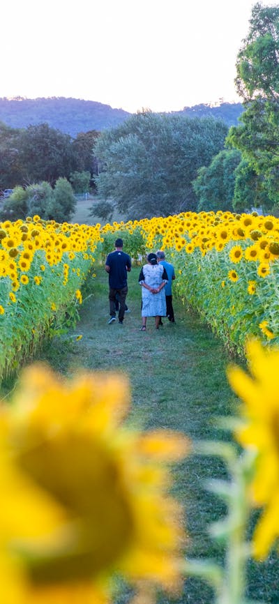 Walking through the sunflowers
