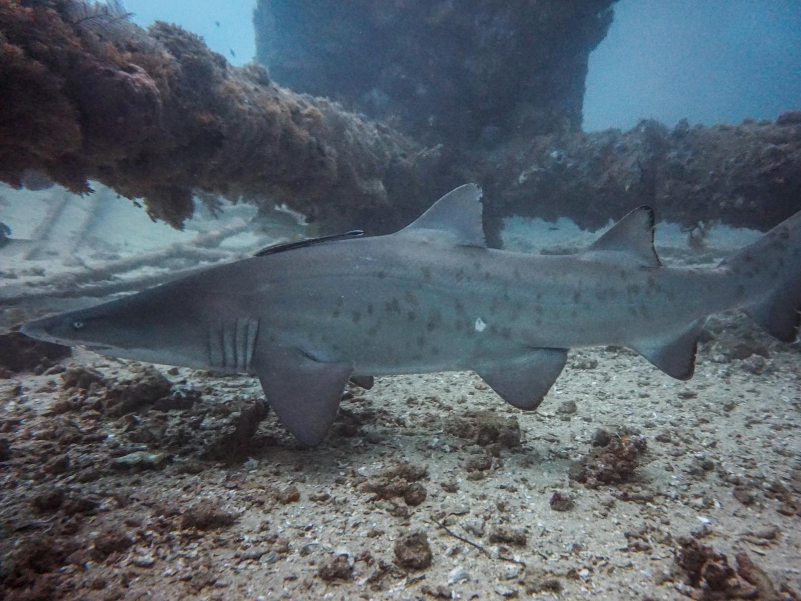 Dive Ningaloo, Western Australia