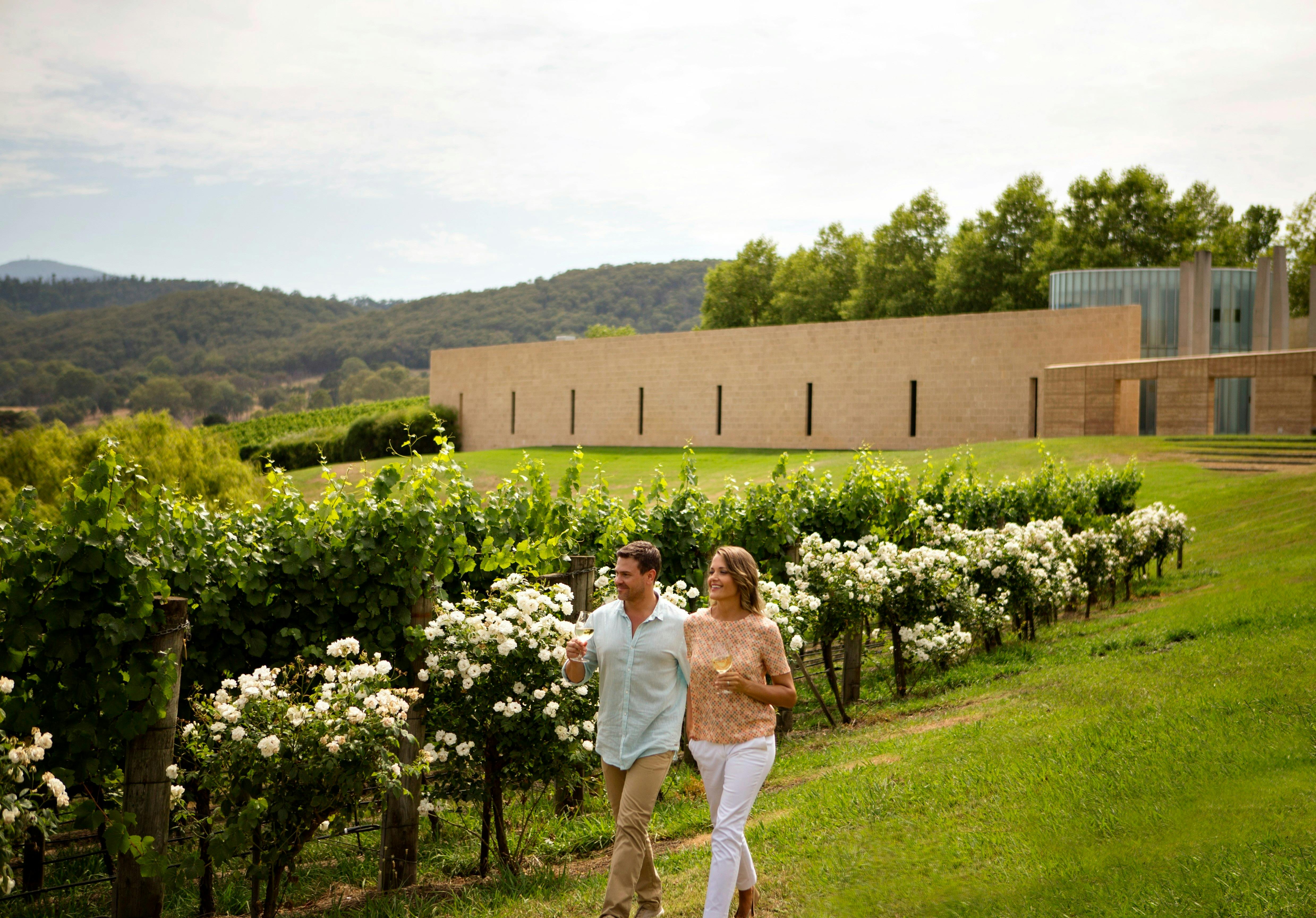 Vineyard