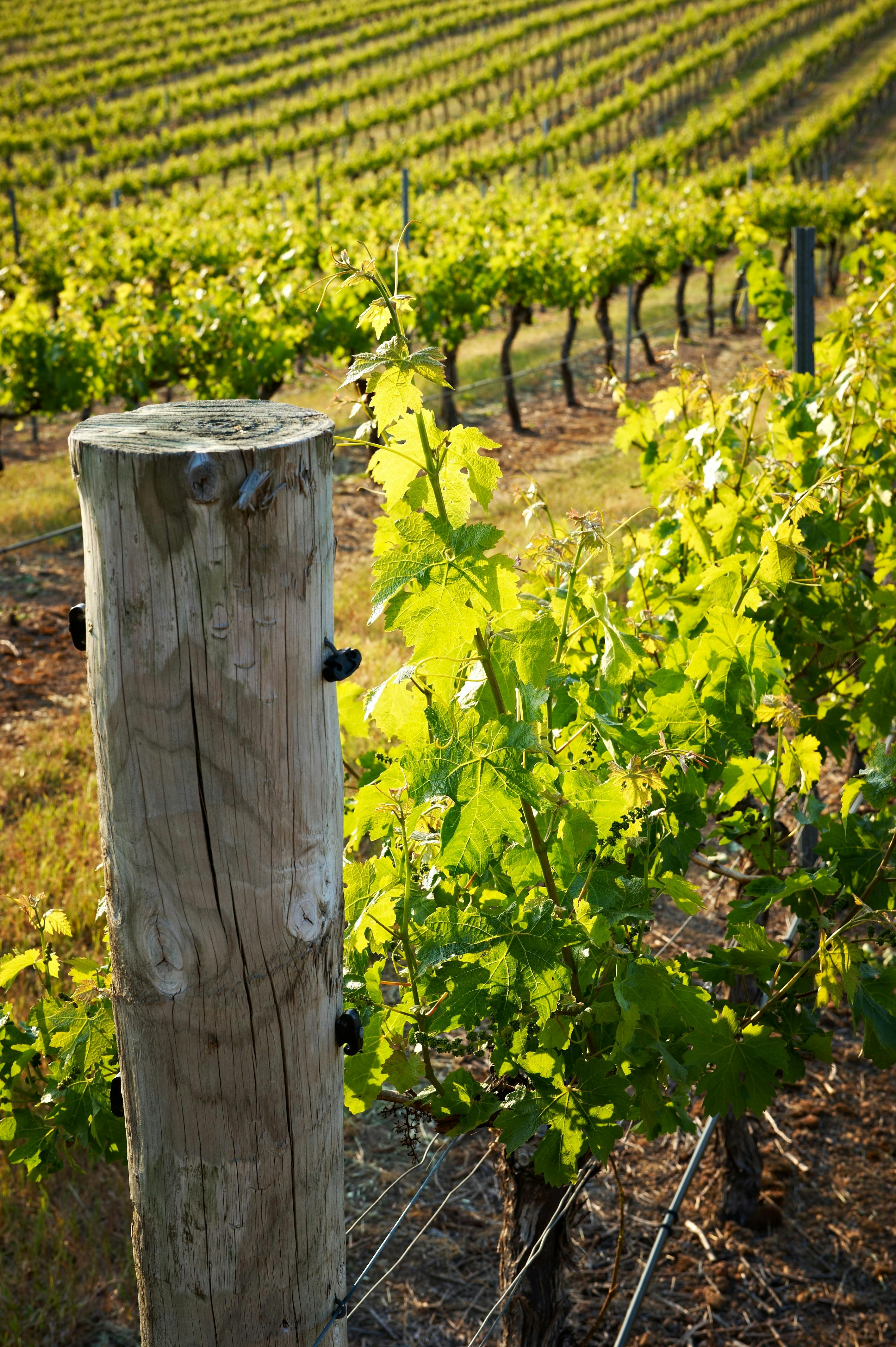 Stunning Vineyard