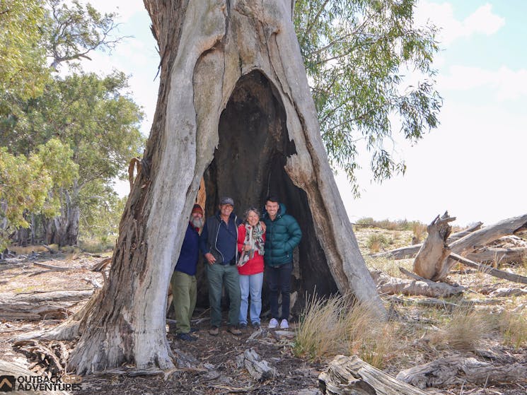 Yanga Teepee Tree