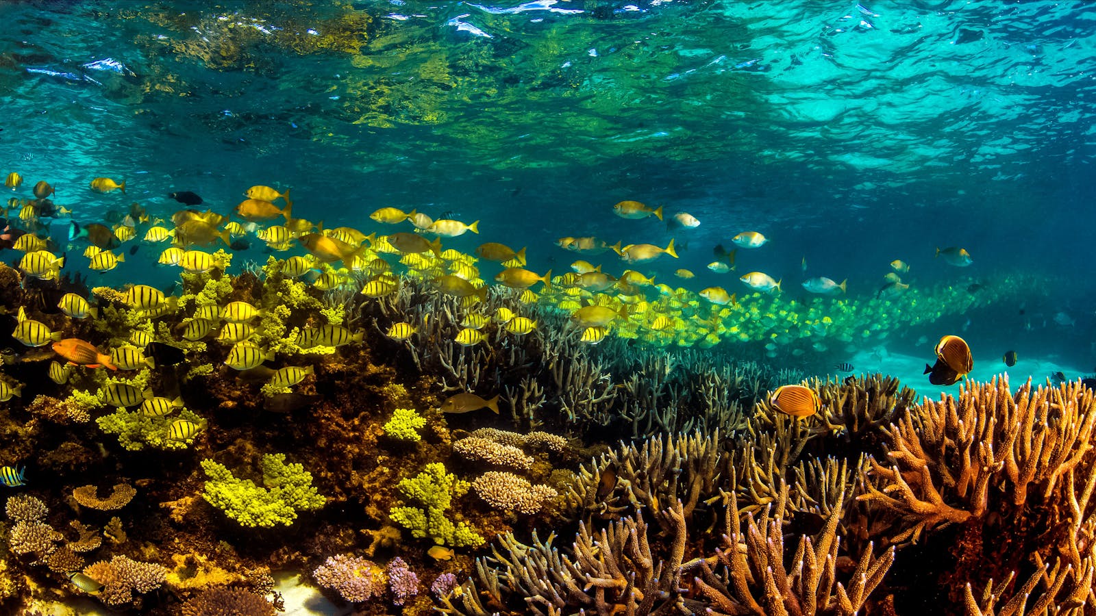 Snorkel the Ningaloo Reef