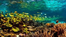 Snorkel the Ningaloo Reef