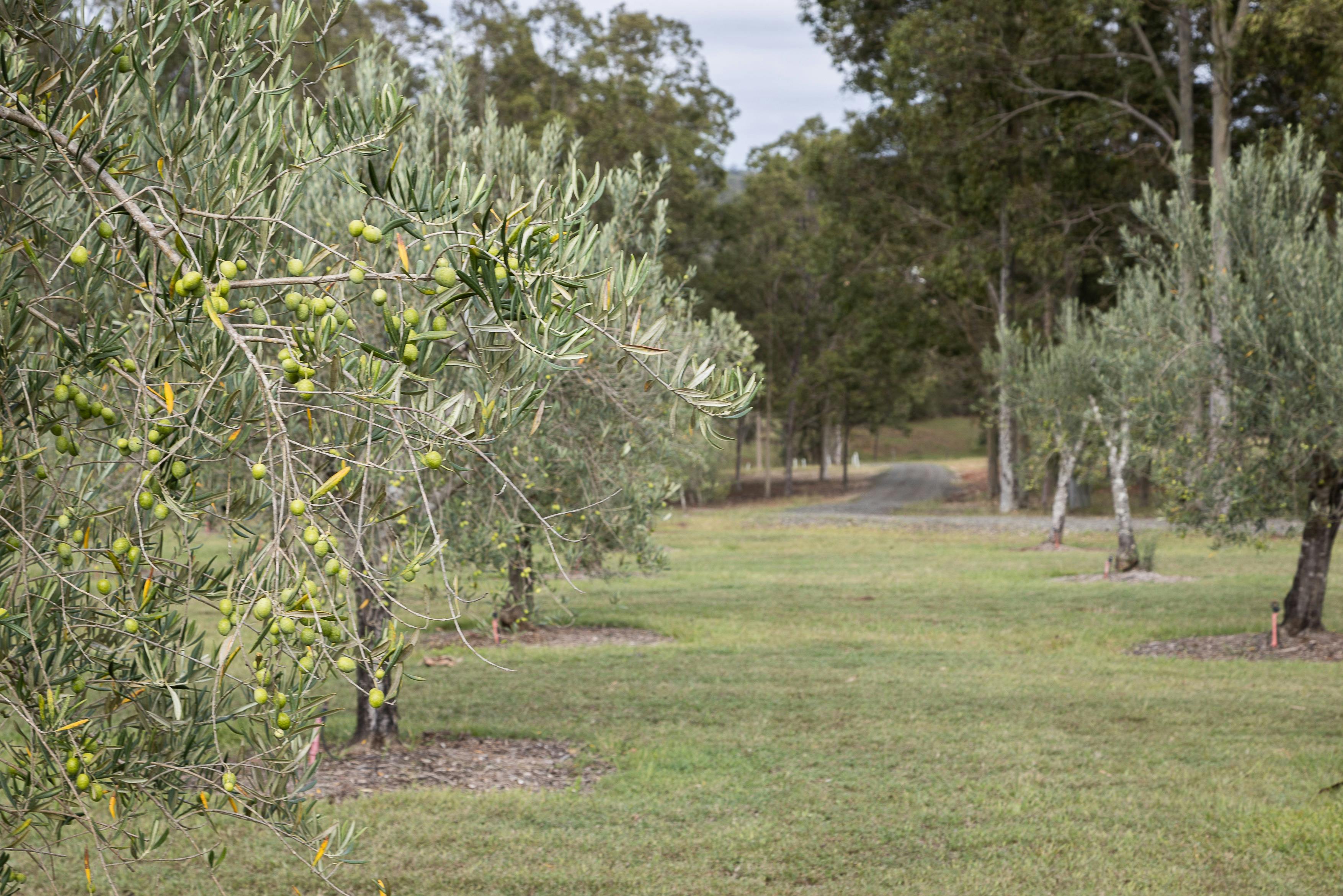 Hunter Valley Accommodation at Hunter Gleann Olive Grove