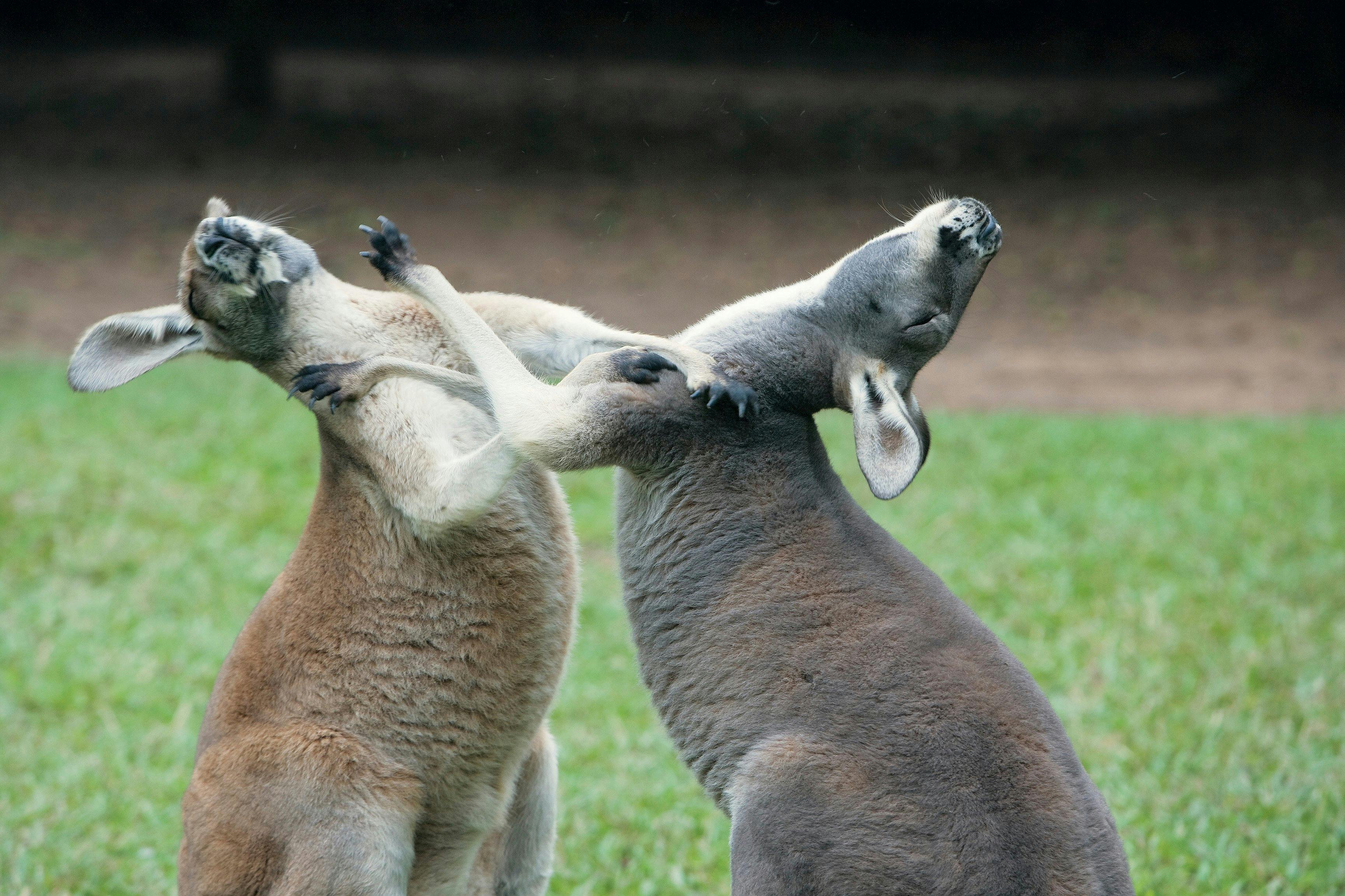 kangaroos