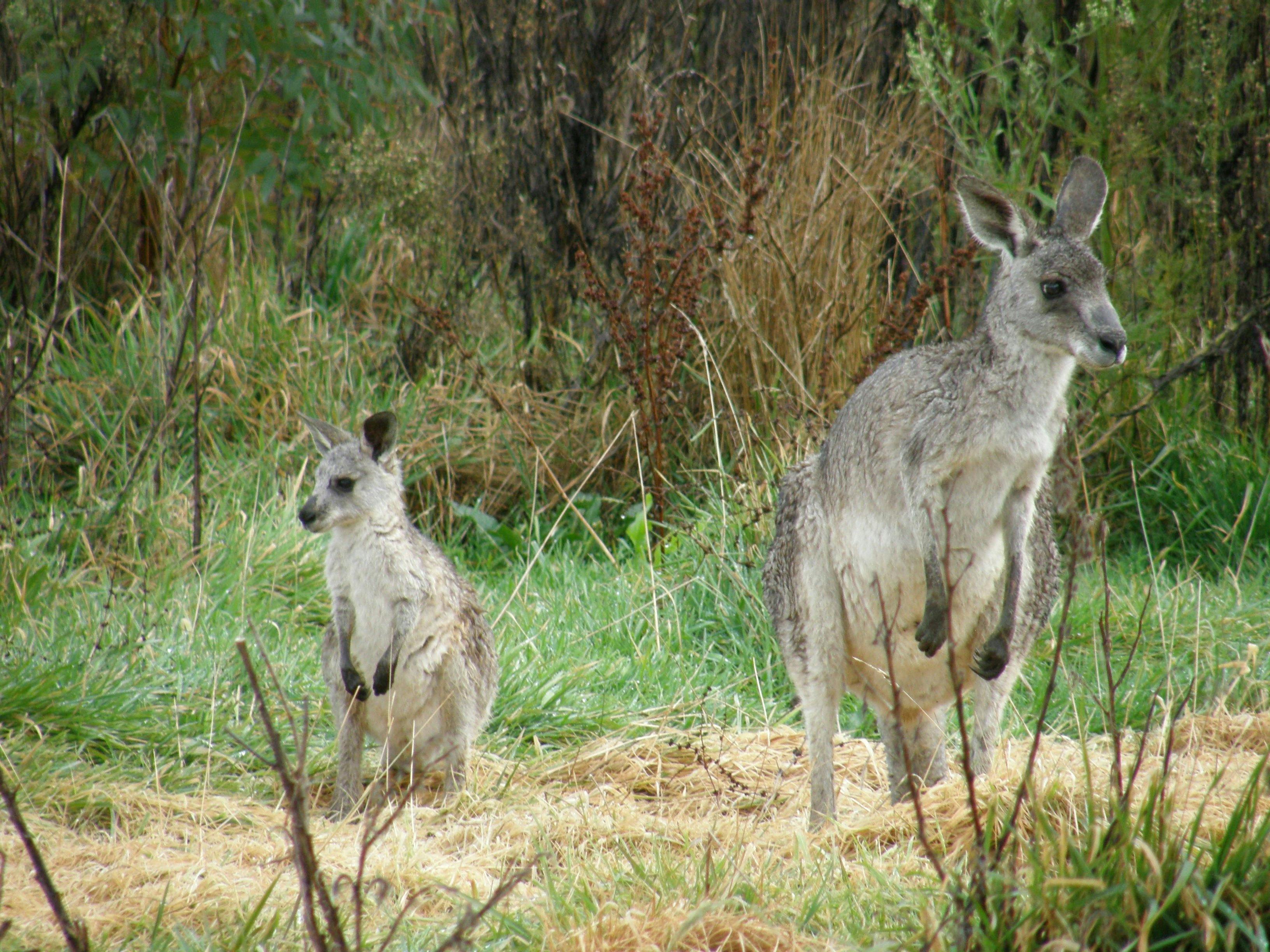 Kangaroos in the wild
