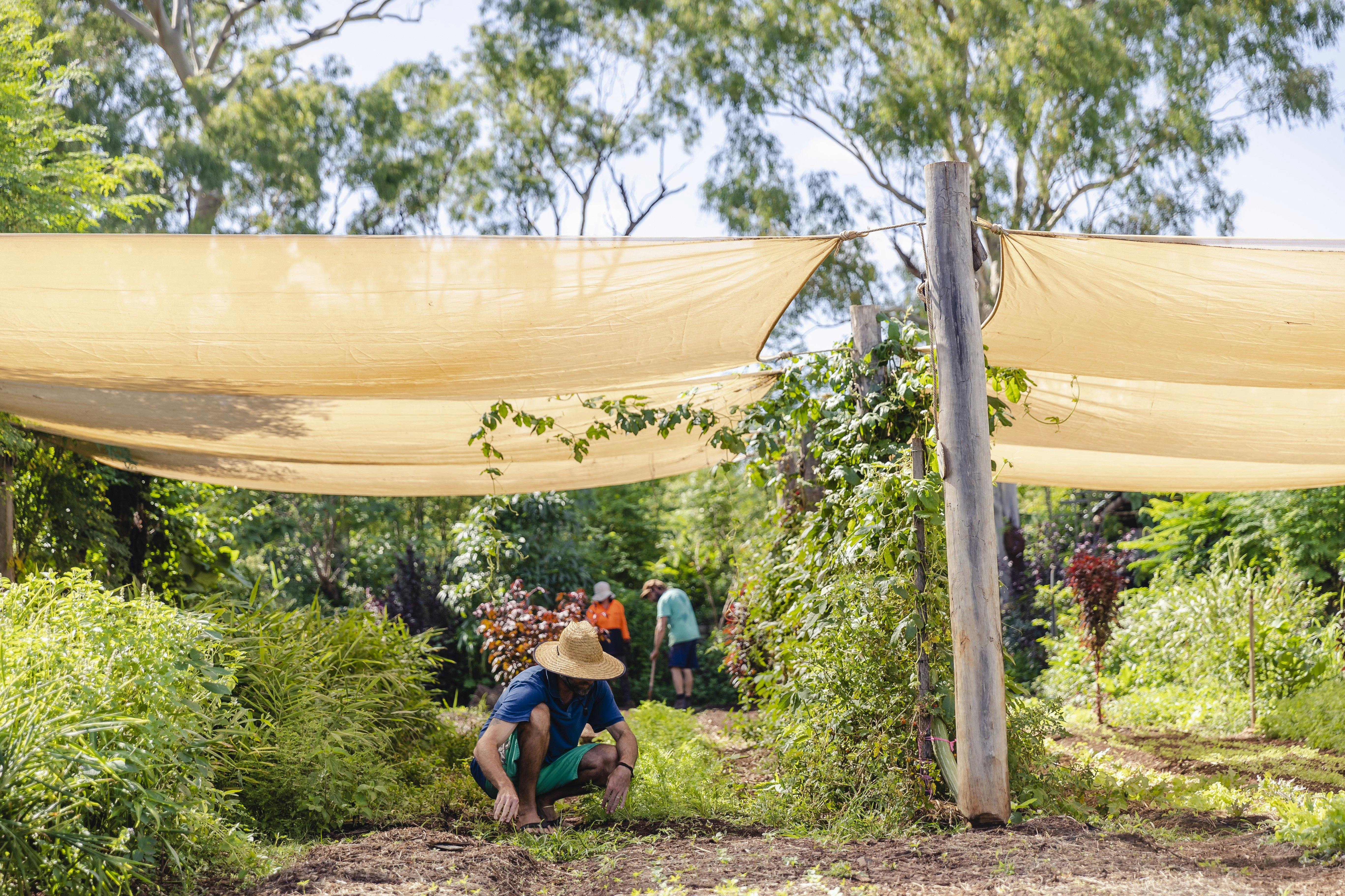 Worker in the market garden at High Valley Dawn Permaculture Farm, Capricorn Coast, Queensland