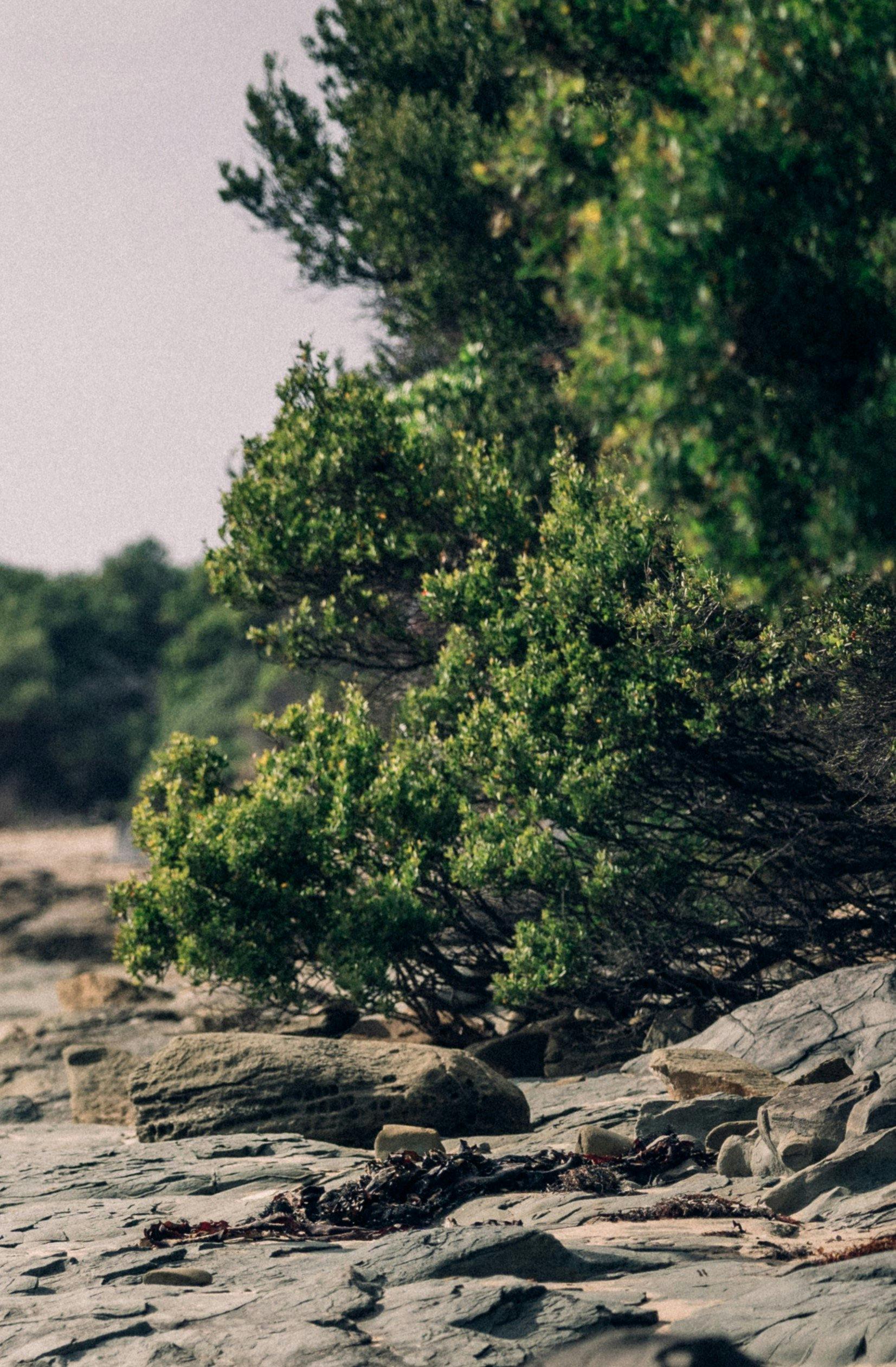 Lorne foreshore