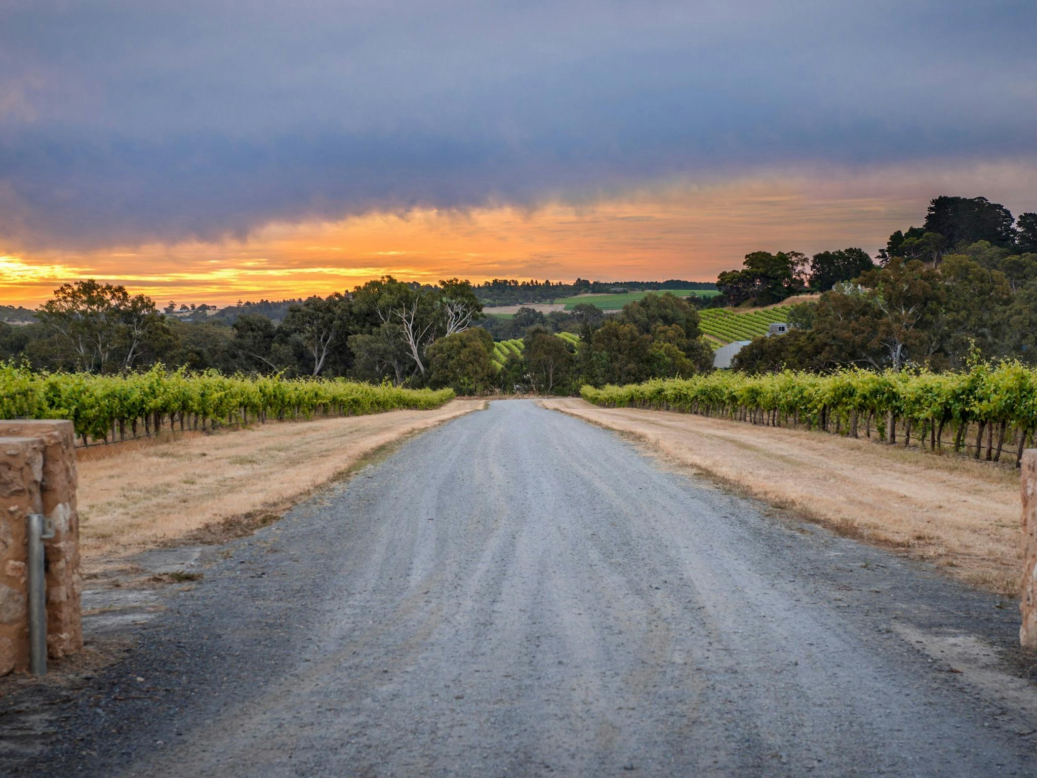 Shottesbrooke Vineyards - McLaren Vale Wine Region