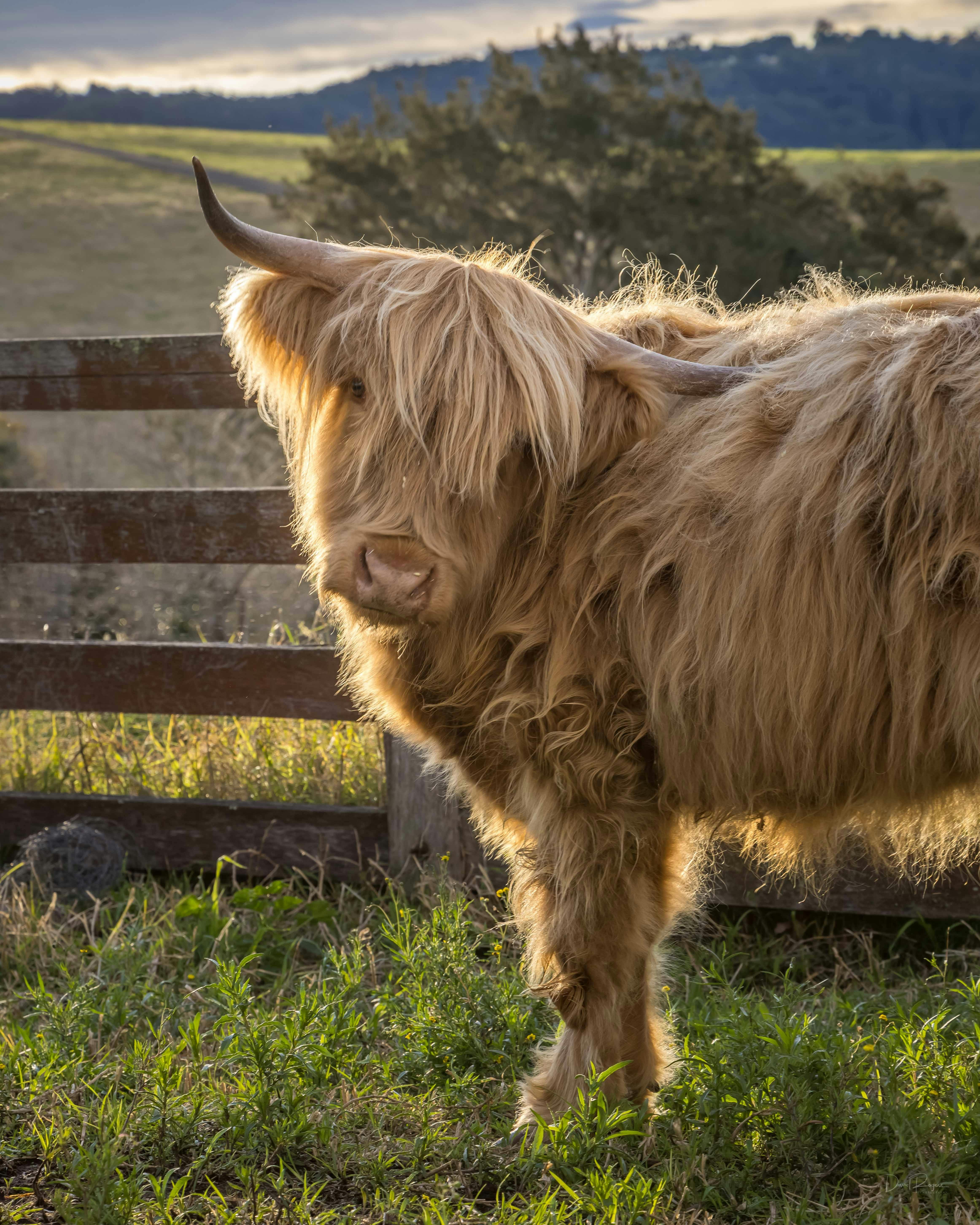 Blonde highland cow looking directly at camera while tilting her head to one side