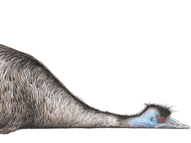 emu drawing